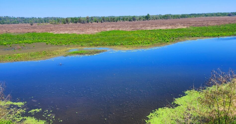 Vibrant blue water of Alligator Lake is framed by bright green Duckweed and Water Hyacinth rafts, with a vast expanse of brown sawgrass and a distant treeline under a clear blue Florida sky.