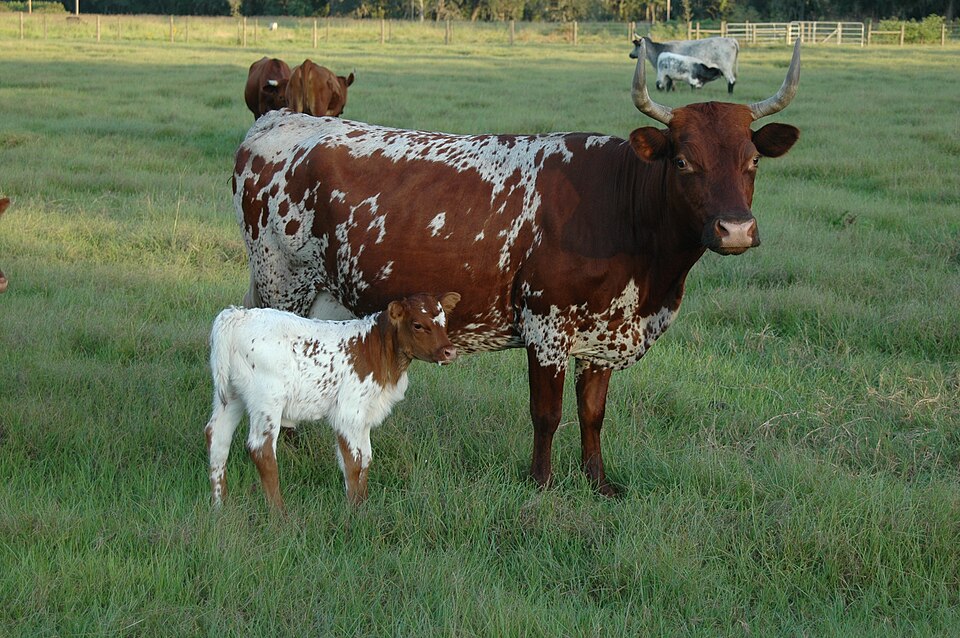 Florida Cracker Cattle