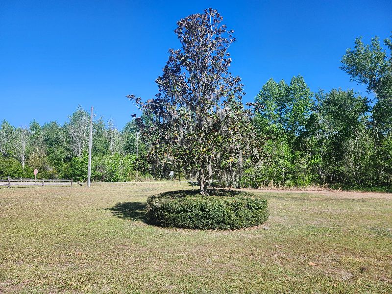 A Southern Magnolia tree, featuring Spanish moss and a circular evergreen hedge, sits in a grassy clearing at Alligator Lake Park. (Lake City, FL)