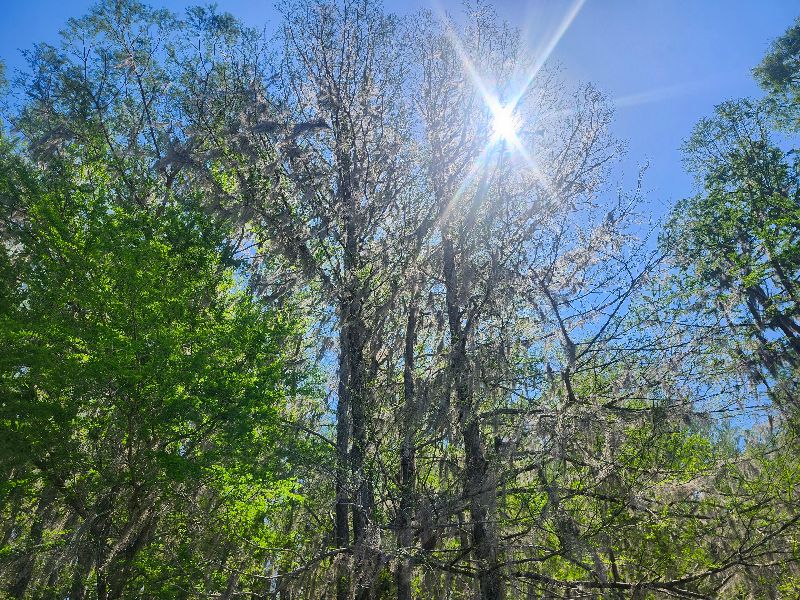 Trees at Alligator Lake Park in Lake City, Florida. Sunlight flares through the canopy of deciduous trees heavily draped with hanging Spanish moss.