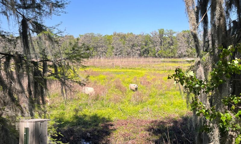 Cattle loose at Alligator Lake Park