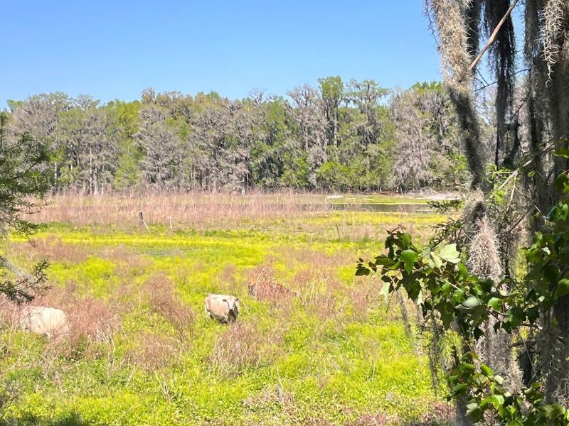 Lake City, Columbia County, Florida: Two cows graze in a grassy wetland bordered by a distant treeline of cypress and hardwoods heavily laden with Spanish moss.