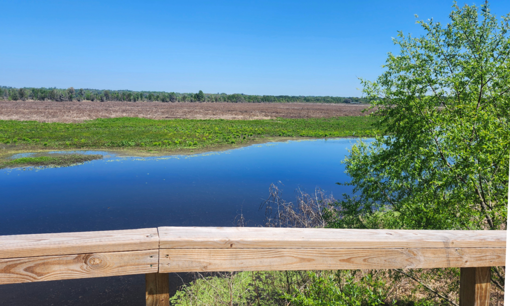 Alligator Lake Park in Lake City, Florida