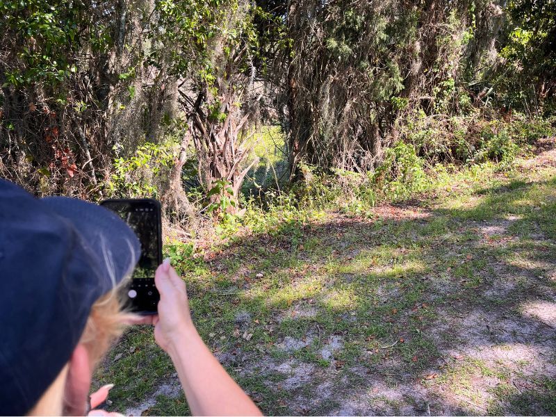 Content creator Daisy Chain uses a smartphone to photograph a dense Florida thicket featuring Sabal palms and trees draped in Spanish moss.