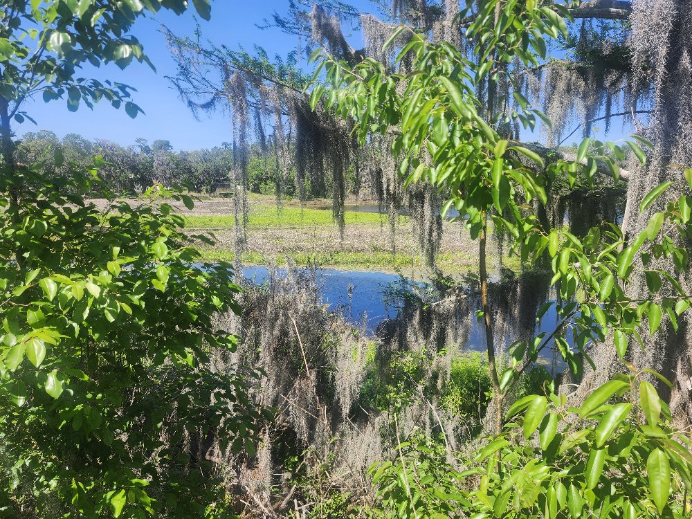 Scenic view of the wetlands in Lake City, Florida, once known as Alligator Town